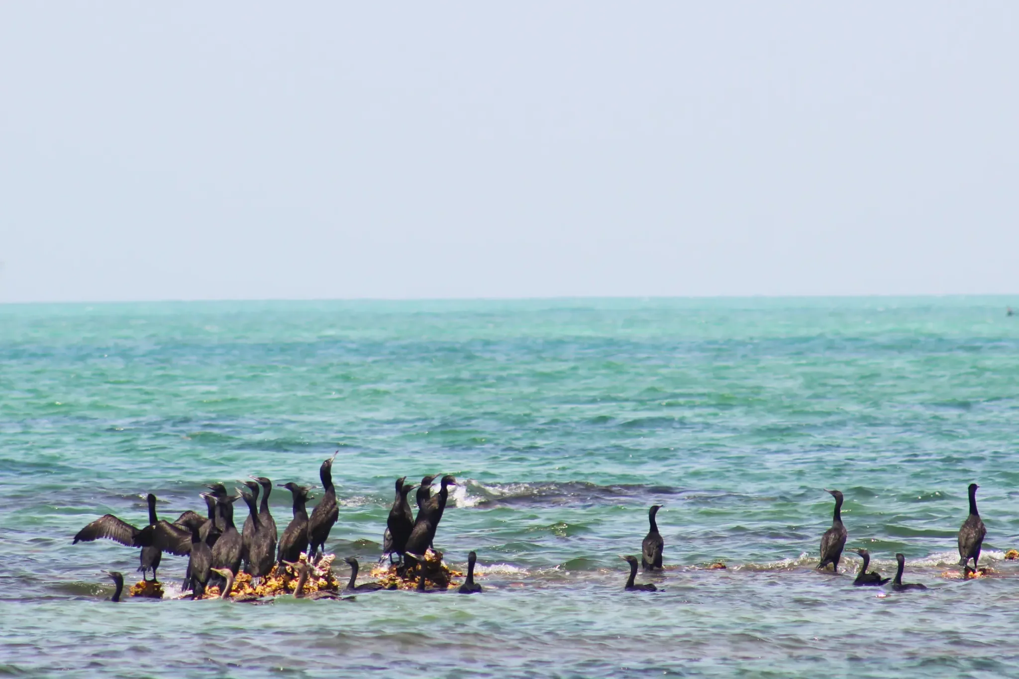 Al Aaliya Island – Snorkelling Tour