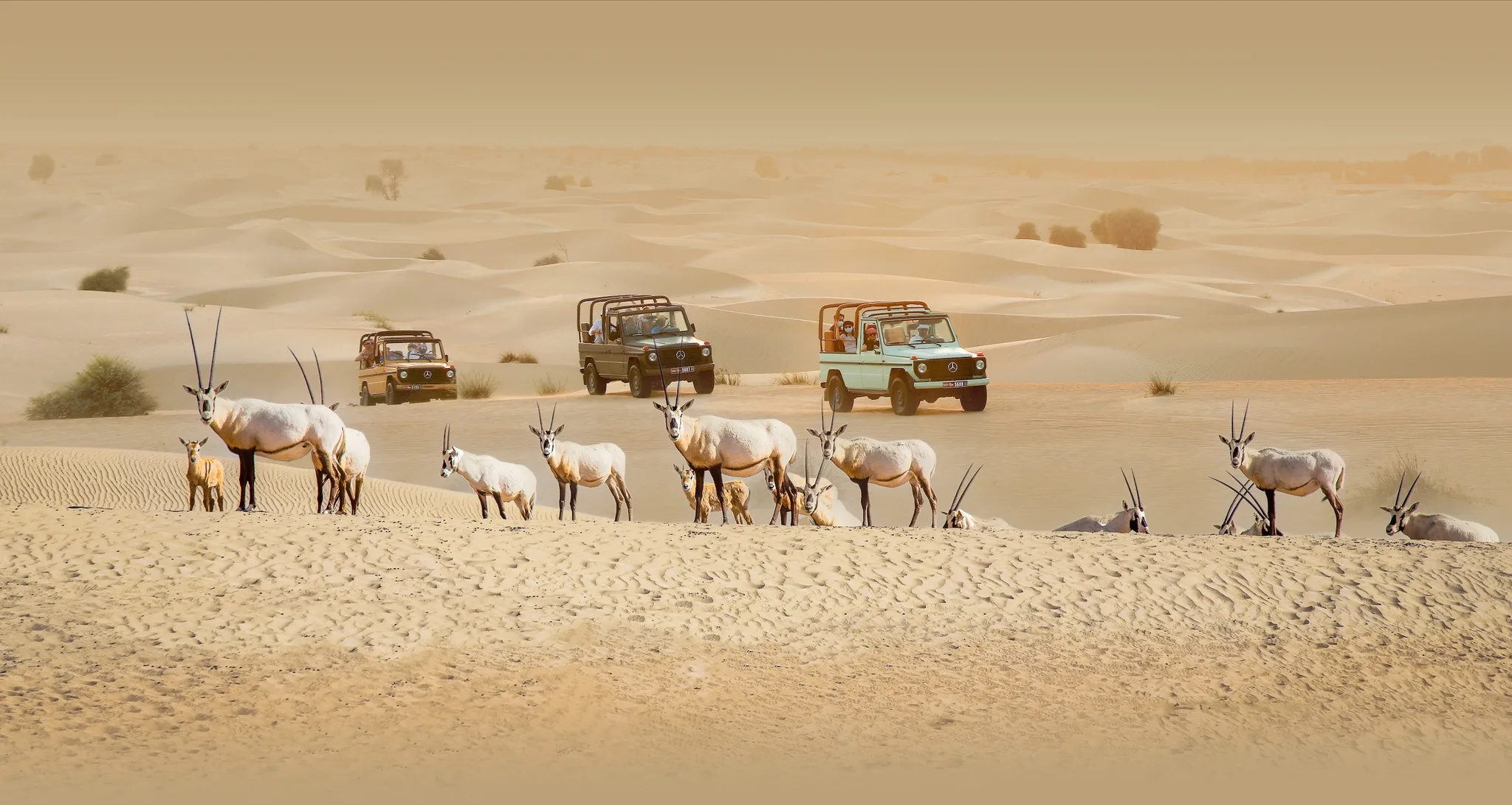 Evening Dubai Heritage Safari by Vintage G-Class at Al Marmoom